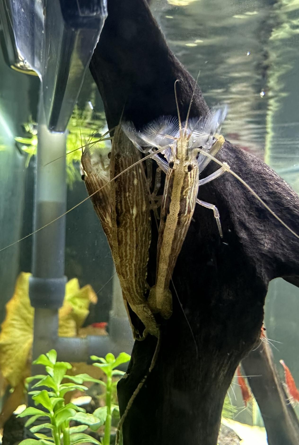 เซ็ต3ตัว