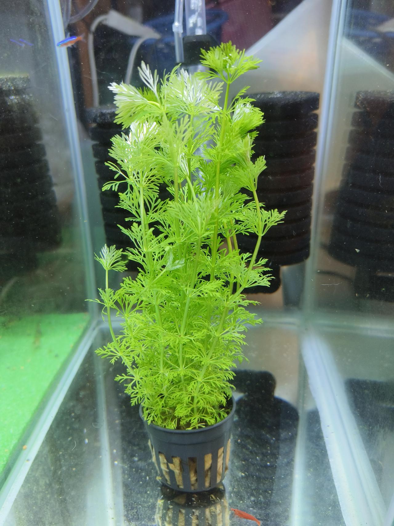 สาหร่ายผักชี