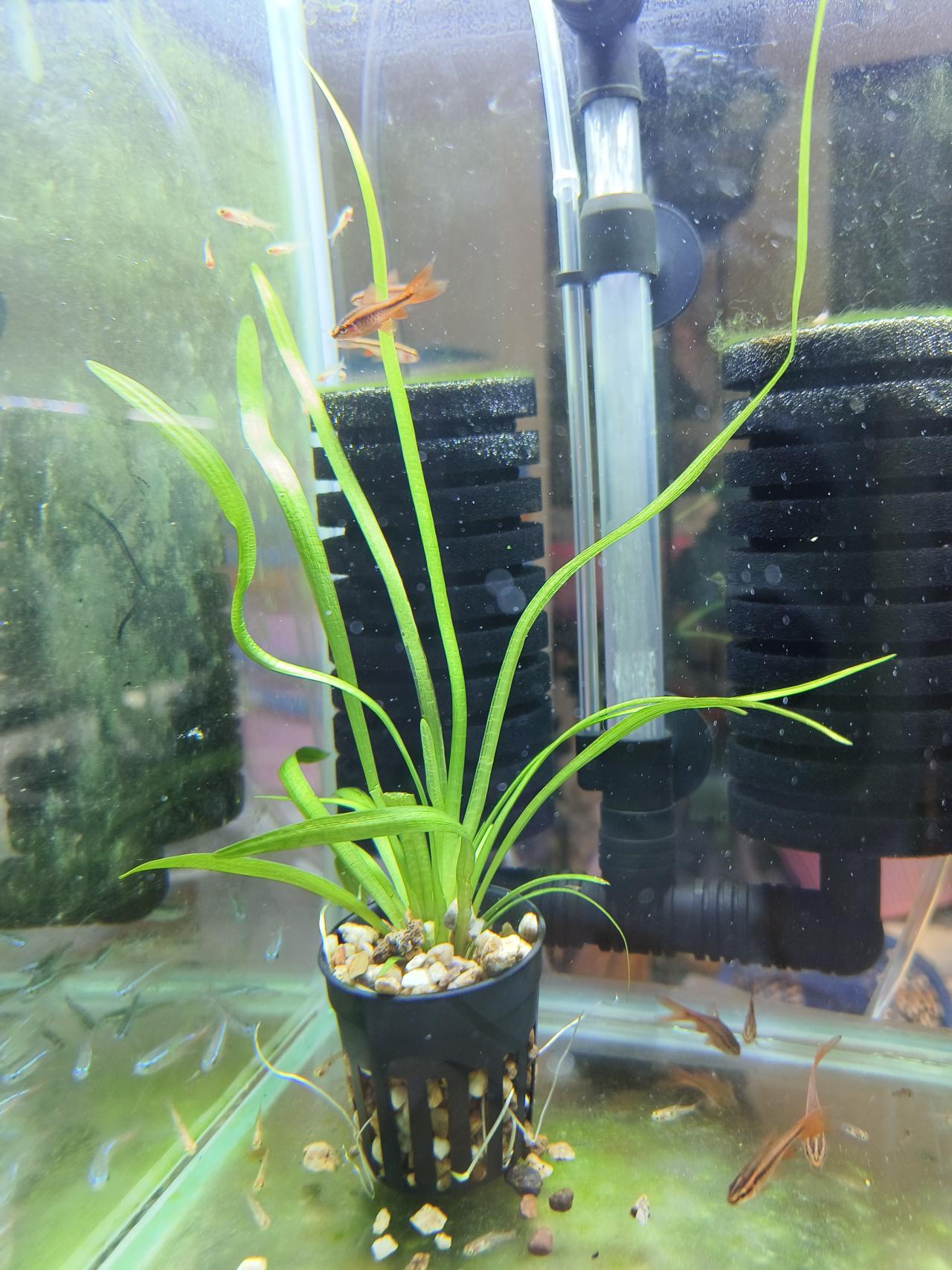 หญ้าซาจิ