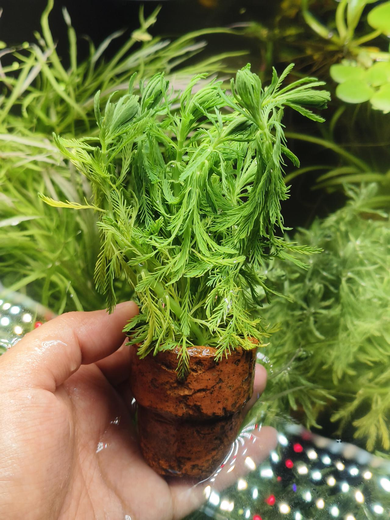 สาหร่ายขนนก