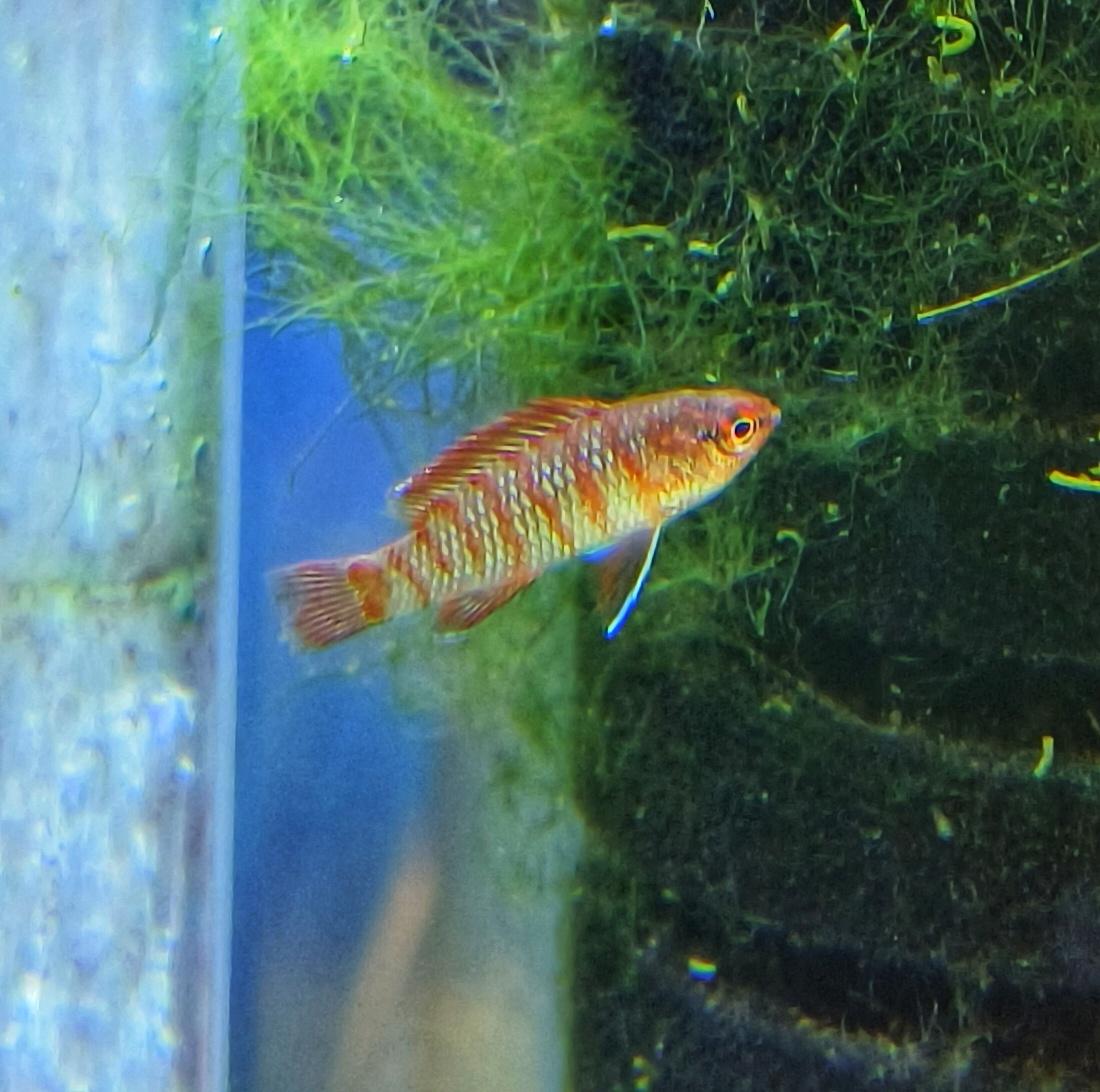 เรดบาดิส