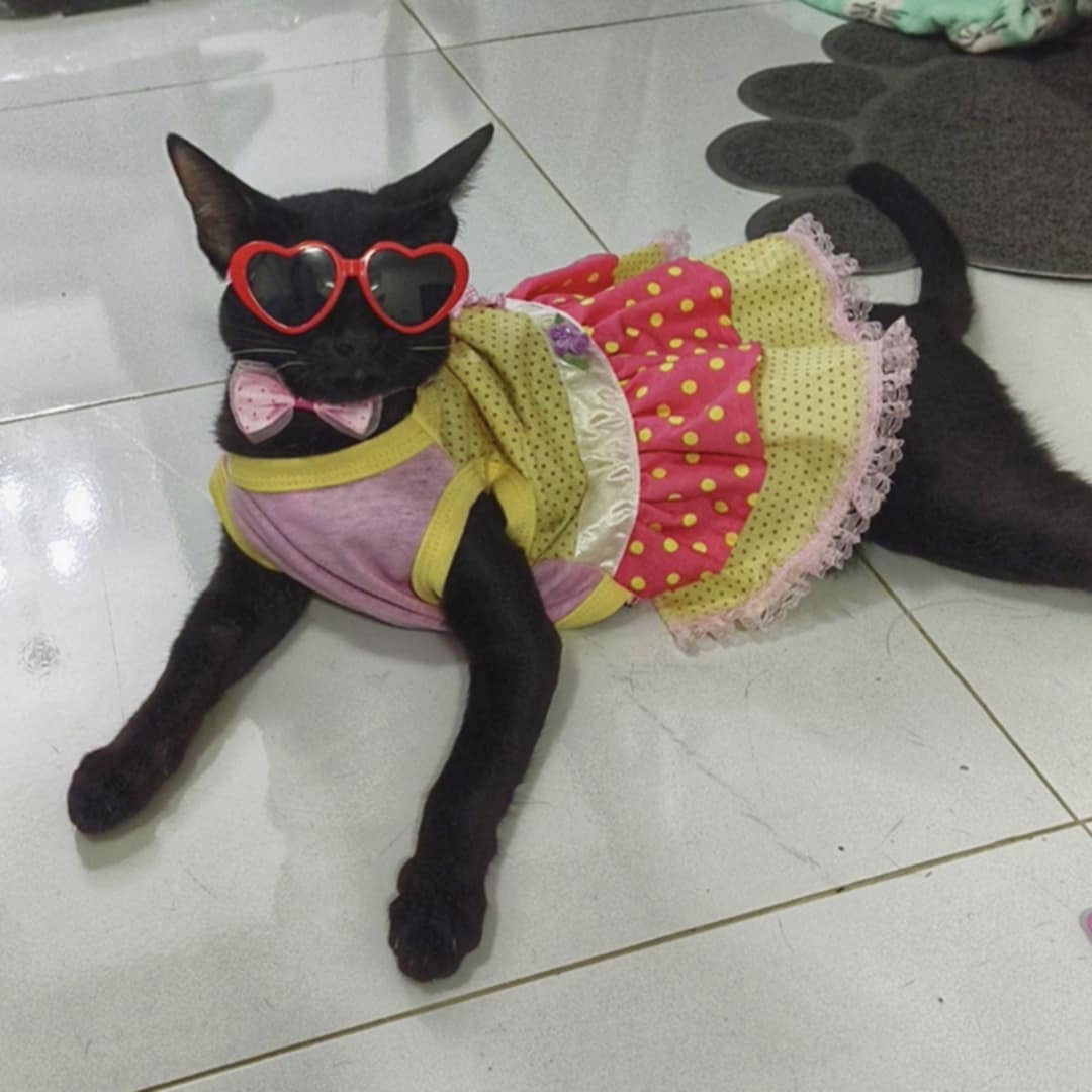 อ้อนแอ้น(แมวน้อยที่ถูกทอดทิ้ง)