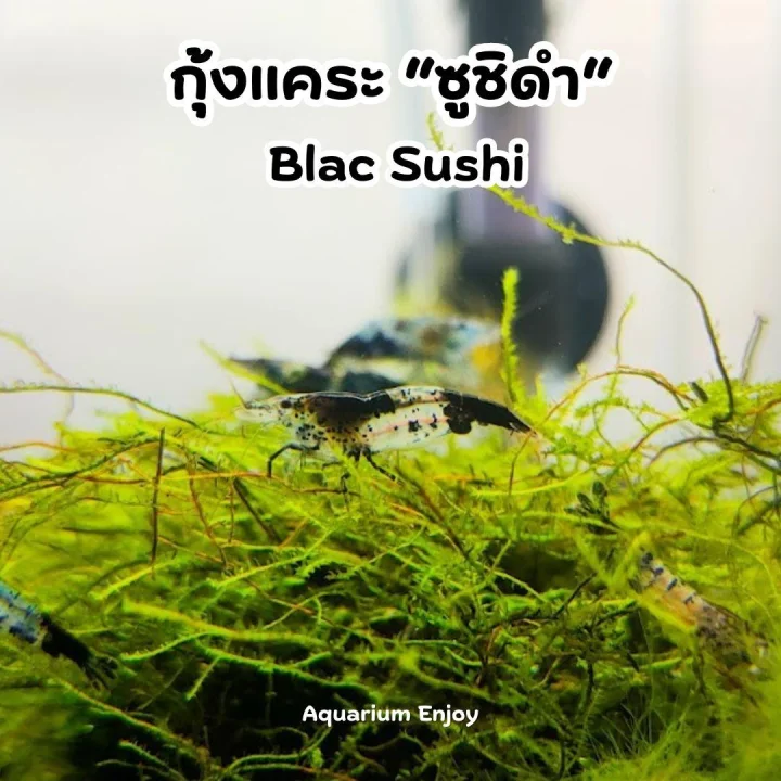 ซูชิดำ