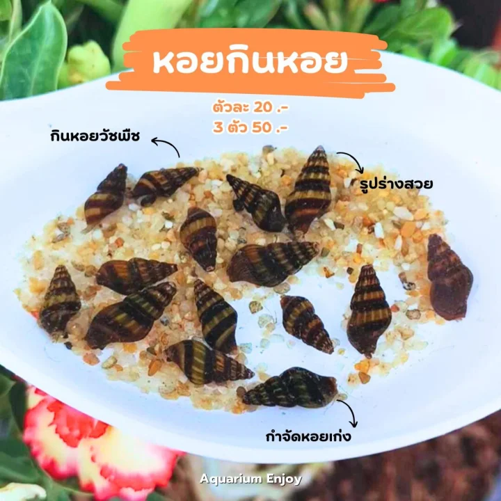 3 ตัว 
