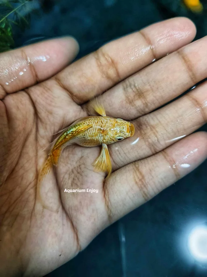 1ตัว