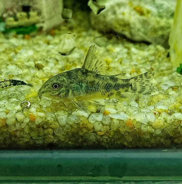แพะลาย