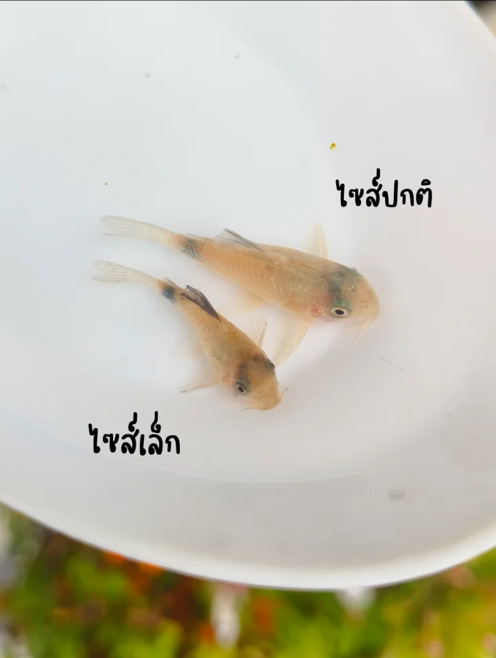 ปลาแพะแพนด้า ไซส์ปกติ