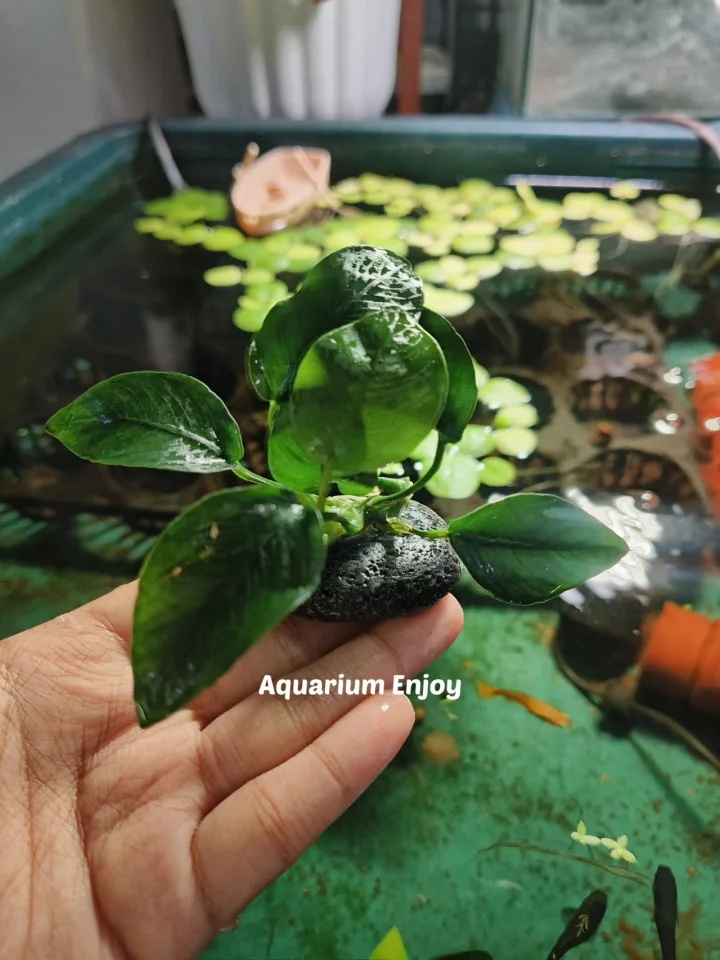 อนูเบียสพันหิน