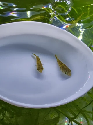 ชุดคู่หู2ตัว สุดคุ้ม