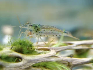 กุ้งยามาโตะ
