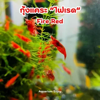 ไฟเรด
