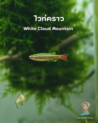 รูปสินค้า