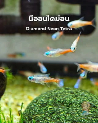 รูปสินค้า