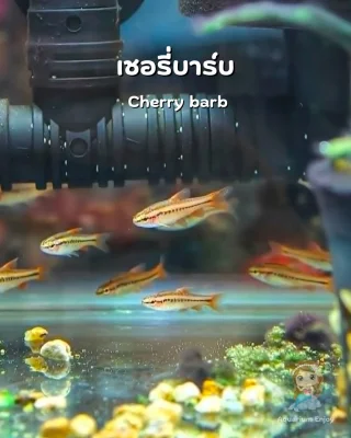 รูปสินค้า