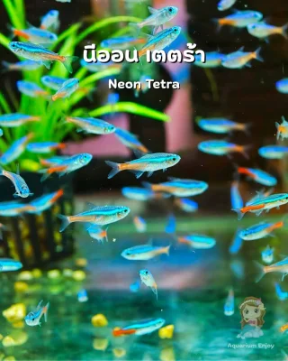 รูปสินค้า