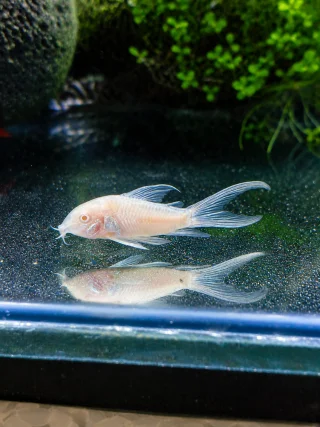 แพะเผือกหางยาว