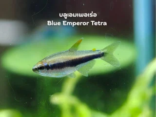 บลูเอมเพอเร่อ