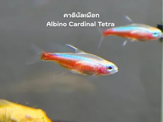 คาดินัลเผือก