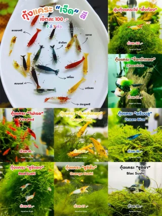 กุ้งแคระ