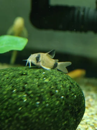 รูปสินค้า