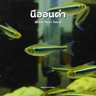 นีออนดำ