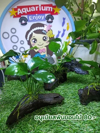 รูปสินค้า