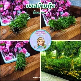 รูปสินค้า